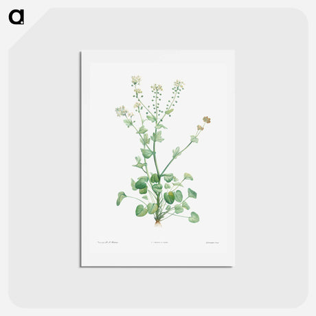 アートポストカード-Scurvy-grass - ピエール ジョゼフ ルドゥーテ Postcard.