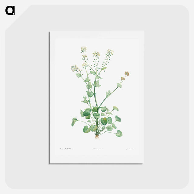 アートポストカード-Scurvy-grass - ピエール ジョゼフ ルドゥーテ Postcard.