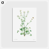 アートポストカード-Scurvy-grass - ピエール ジョゼフ ルドゥーテ Postcard.