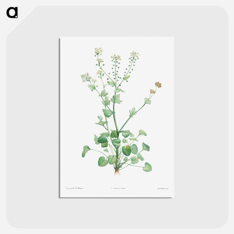 アートポストカード-Scurvy-grass - ピエール ジョゼフ ルドゥーテ Postcard.