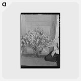 アートポストカード-Guayule Plant
 - ラッセル リー Postcard.