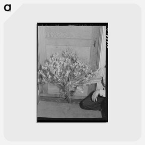 アートポストカード-Guayule Plant
 - ラッセル リー Postcard.