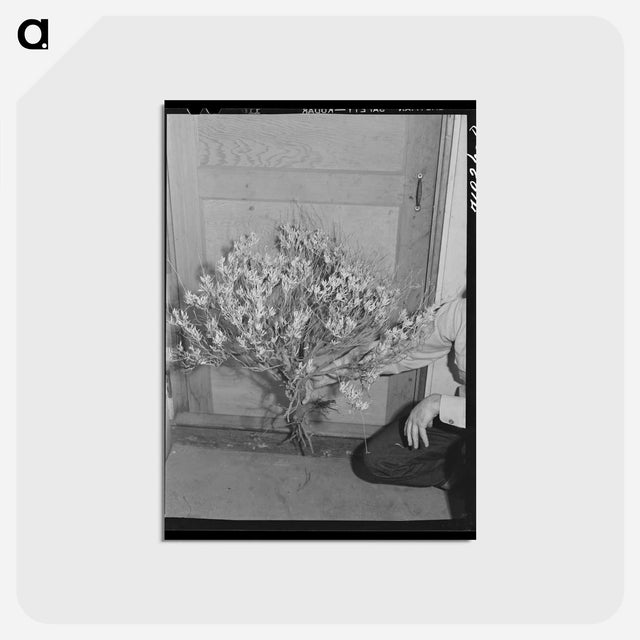 アートポストカード-Guayule Plant
 - ラッセル リー Postcard.
