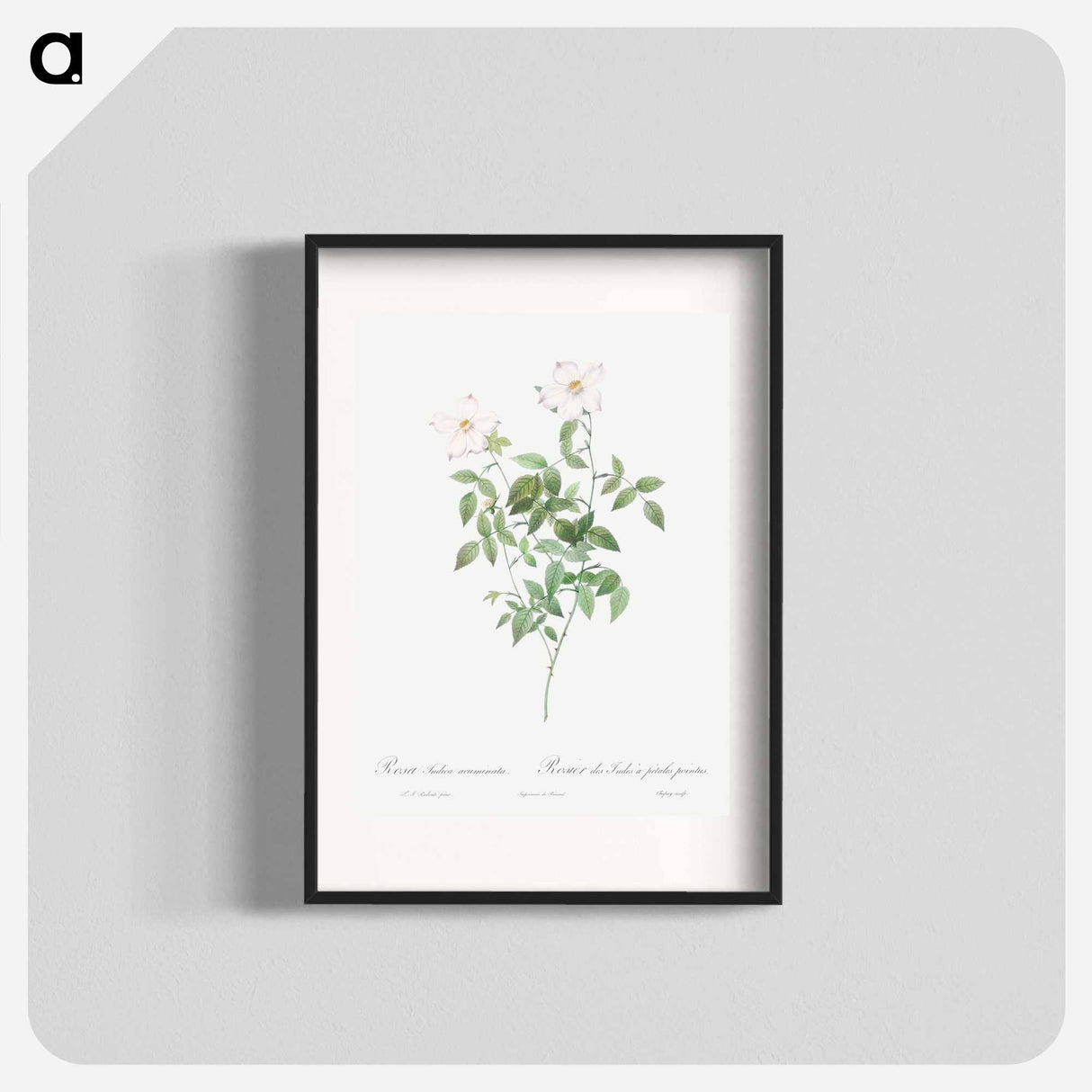 Rosa indica acuminata - ピエール ジョゼフ ルドゥーテ Poster.