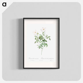 アートポスター-Rosa indica acuminata - ピエール ジョゼフ ルドゥーテ Poster.