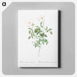 アートパネル-Rosa indica acuminata - ピエール ジョゼフ ルドゥーテ Canvas.