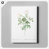 アートパネル-Rosa indica acuminata - ピエール ジョゼフ ルドゥーテ Canvas.