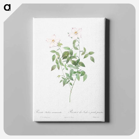 アートパネル-Rosa indica acuminata - ピエール ジョゼフ ルドゥーテ Canvas.
