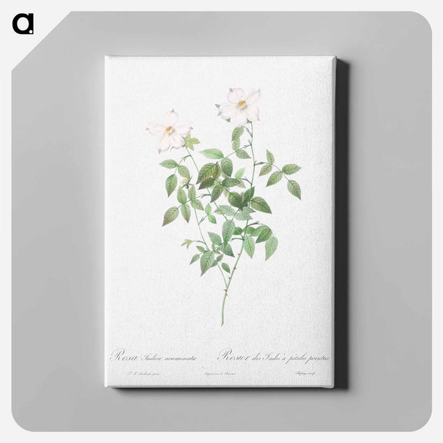アートパネル-Rosa indica acuminata - ピエール ジョゼフ ルドゥーテ Canvas.
