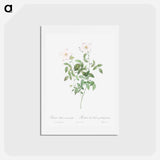 アートポストカード-Rosa indica acuminata - ピエール ジョゼフ ルドゥーテ Postcard.