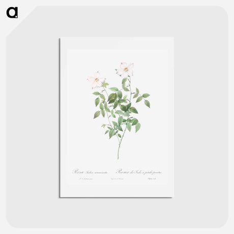アートポストカード-Rosa indica acuminata - ピエール ジョゼフ ルドゥーテ Postcard.