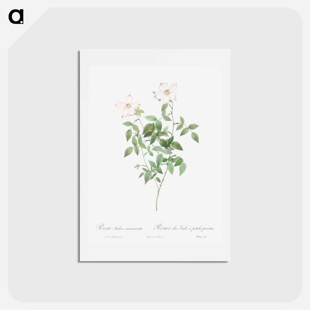 アートポストカード-Rosa indica acuminata - ピエール ジョゼフ ルドゥーテ Postcard.