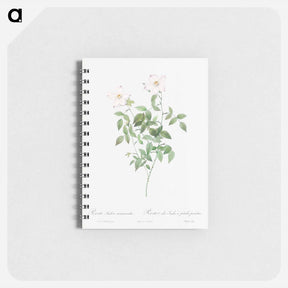 アートメモ帳-Rosa indica acuminata - ピエール ジョゼフ ルドゥーテ Memo.