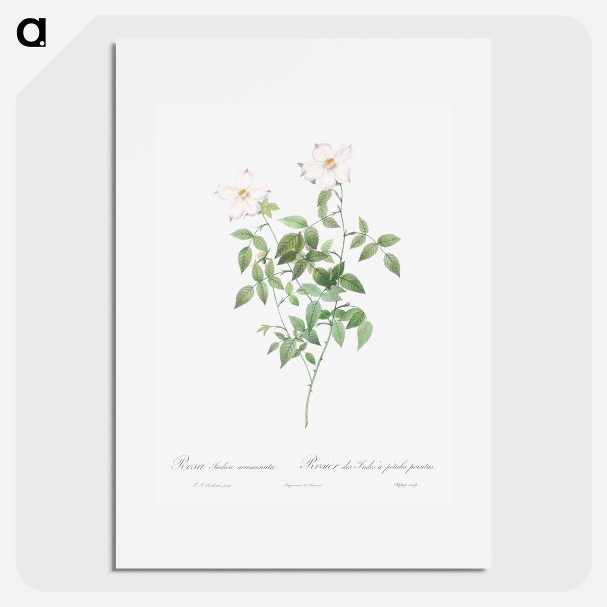 Rosa indica acuminata - ピエール ジョゼフ ルドゥーテ Poster.