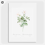 Rosa indica acuminata - ピエール ジョゼフ ルドゥーテ Poster.