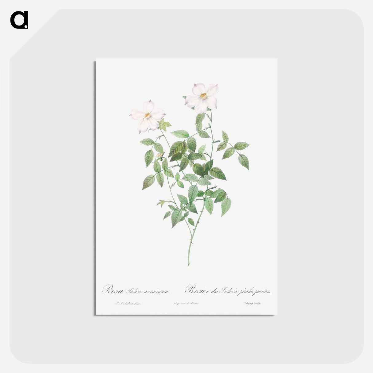 アートポストカード-Rosa indica acuminata - ピエール ジョゼフ ルドゥーテ Postcard.