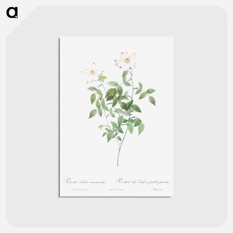 アートポストカード-Rosa indica acuminata - ピエール ジョゼフ ルドゥーテ Postcard.
