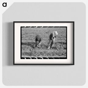 アートポスター-Carrot Harvest, Santa Maria
 - ラッセル リー Poster.