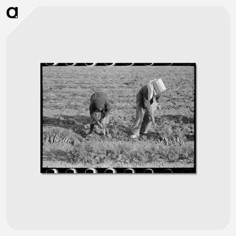 アートポストカード-Carrot Harvest, Santa Maria
 - ラッセル リー Postcard.
