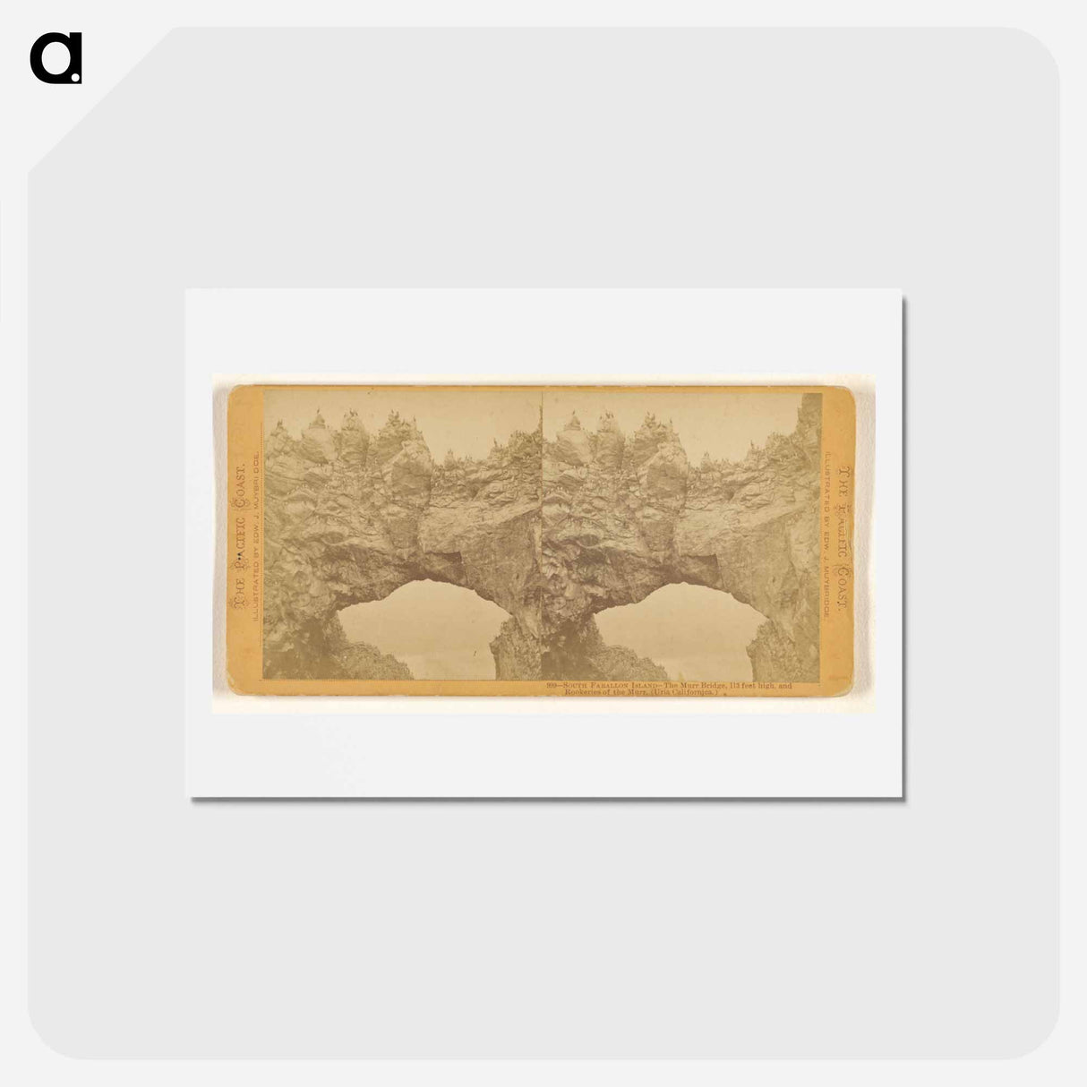 アートポストカード-The Murr Bridge and Rookeries
 - エドワード マイブリッジ Postcard.