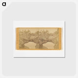 アートポストカード-The Murr Bridge and Rookeries
 - エドワード マイブリッジ Postcard.