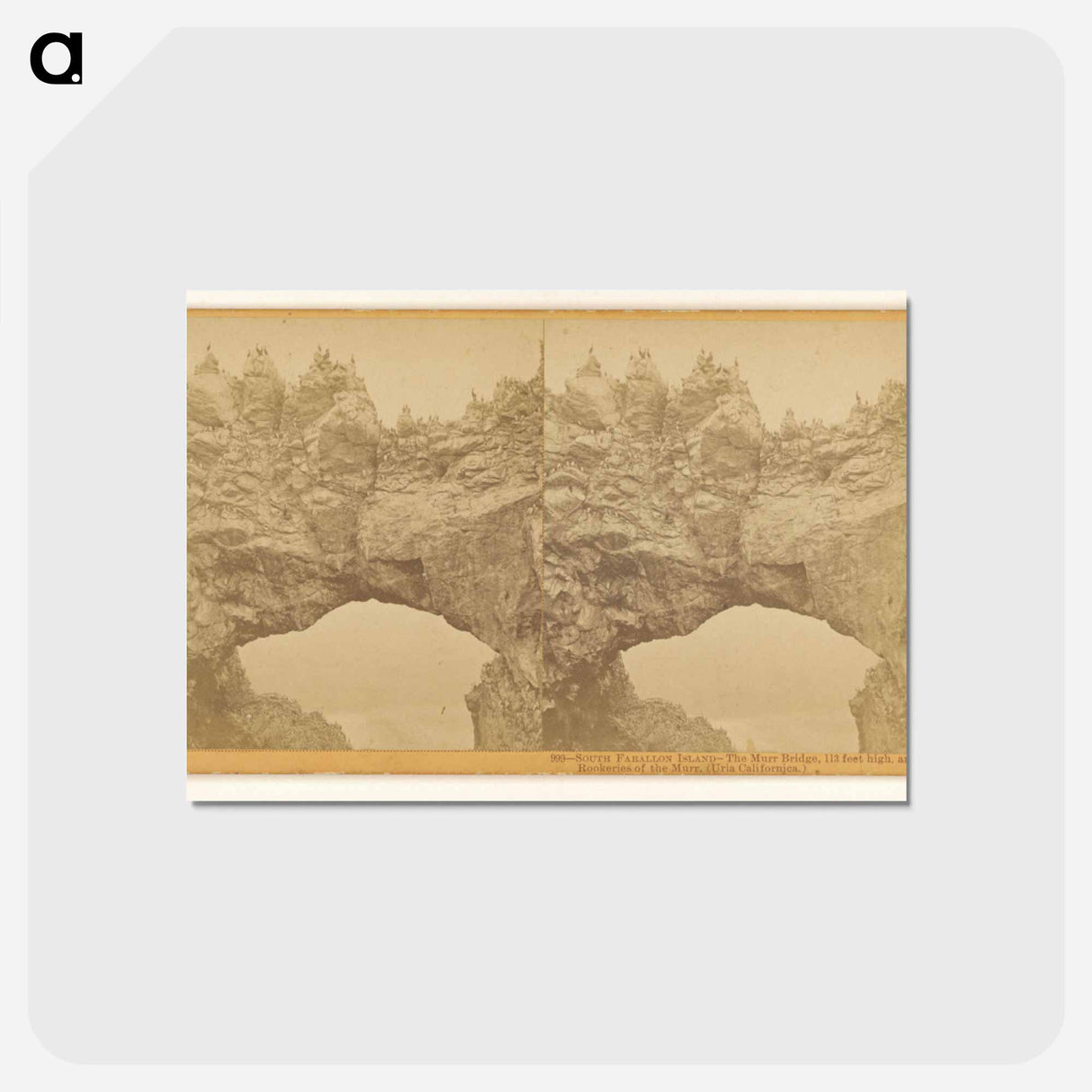 アートポストカード-The Murr Bridge and Rookeries
 - エドワード マイブリッジ Postcard.