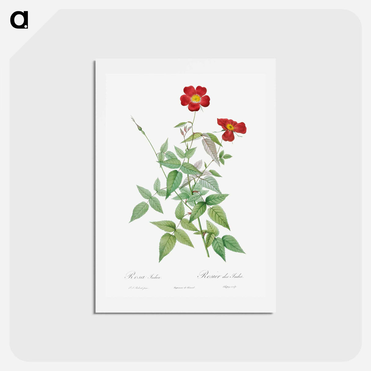 アートポストカード-Rose - ピエール ジョゼフ ルドゥーテ Postcard.