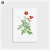 アートポストカード-Rose - ピエール ジョゼフ ルドゥーテ Postcard.