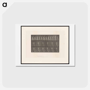 アートポストカード-Nude Descending a Staircase
 - エドワード マイブリッジ Postcard.