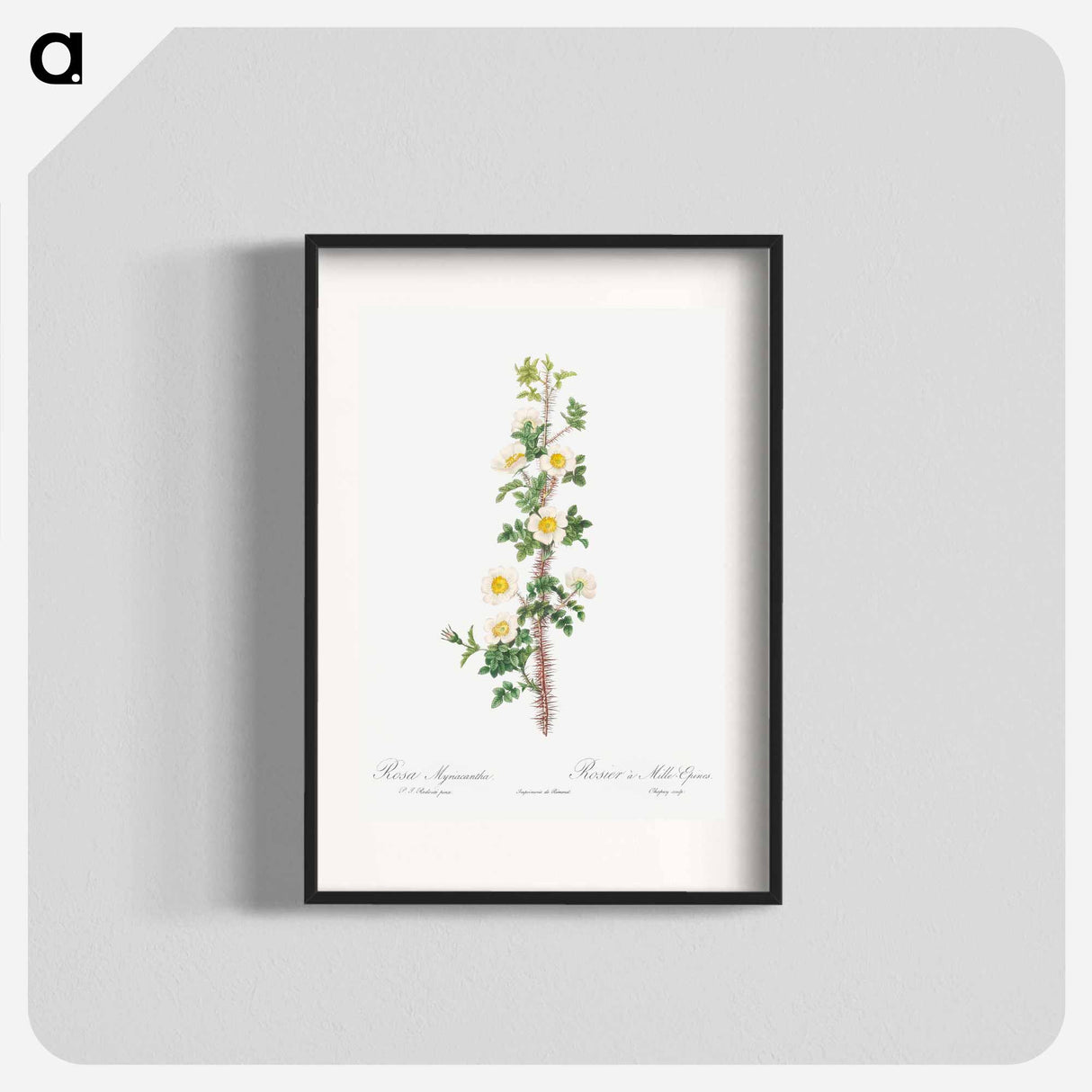 Scotch Rose - Pierre Joseph Redouté Poster.