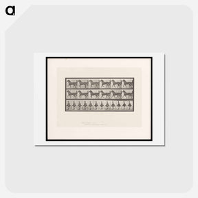 アートポストカード-Sulky Driver
 - エドワード マイブリッジ Postcard.
