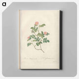 アートパネル-Rose illustration - ピエール ジョゼフ ルドゥーテ Canvas.