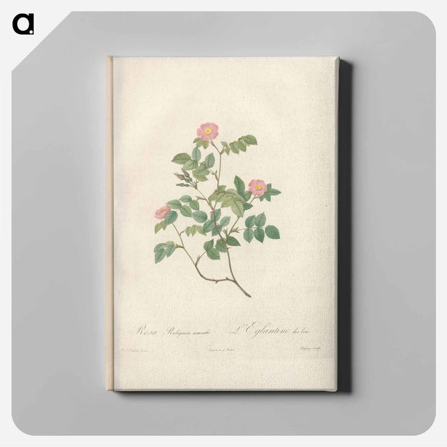 アートパネル-Rose illustration - ピエール ジョゼフ ルドゥーテ Canvas.