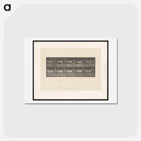 アートポストカード-Running Oryx
 - エドワード マイブリッジ Postcard.