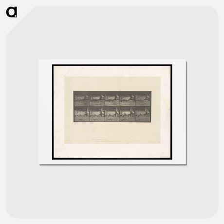 アートポストカード-Running Oryx
 - エドワード マイブリッジ Postcard.