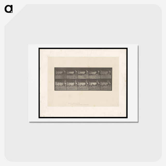 アートポストカード-Running Oryx
 - エドワード マイブリッジ Postcard.