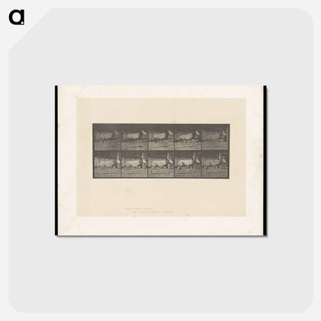 アートポストカード-Running Oryx
 - エドワード マイブリッジ Postcard.