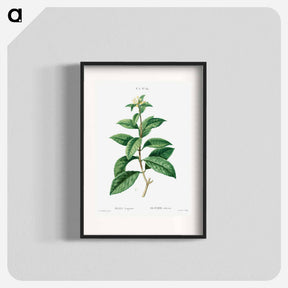 アートポスター-Sweet osmanthus - ピエール ジョゼフ ルドゥーテ Poster.