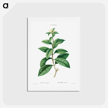 アートポストカード-Sweet osmanthus - ピエール ジョゼフ ルドゥーテ Postcard.