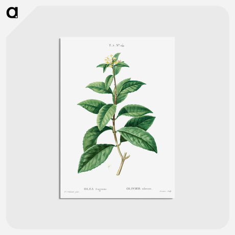 アートポストカード-Sweet osmanthus - ピエール ジョゼフ ルドゥーテ Postcard.