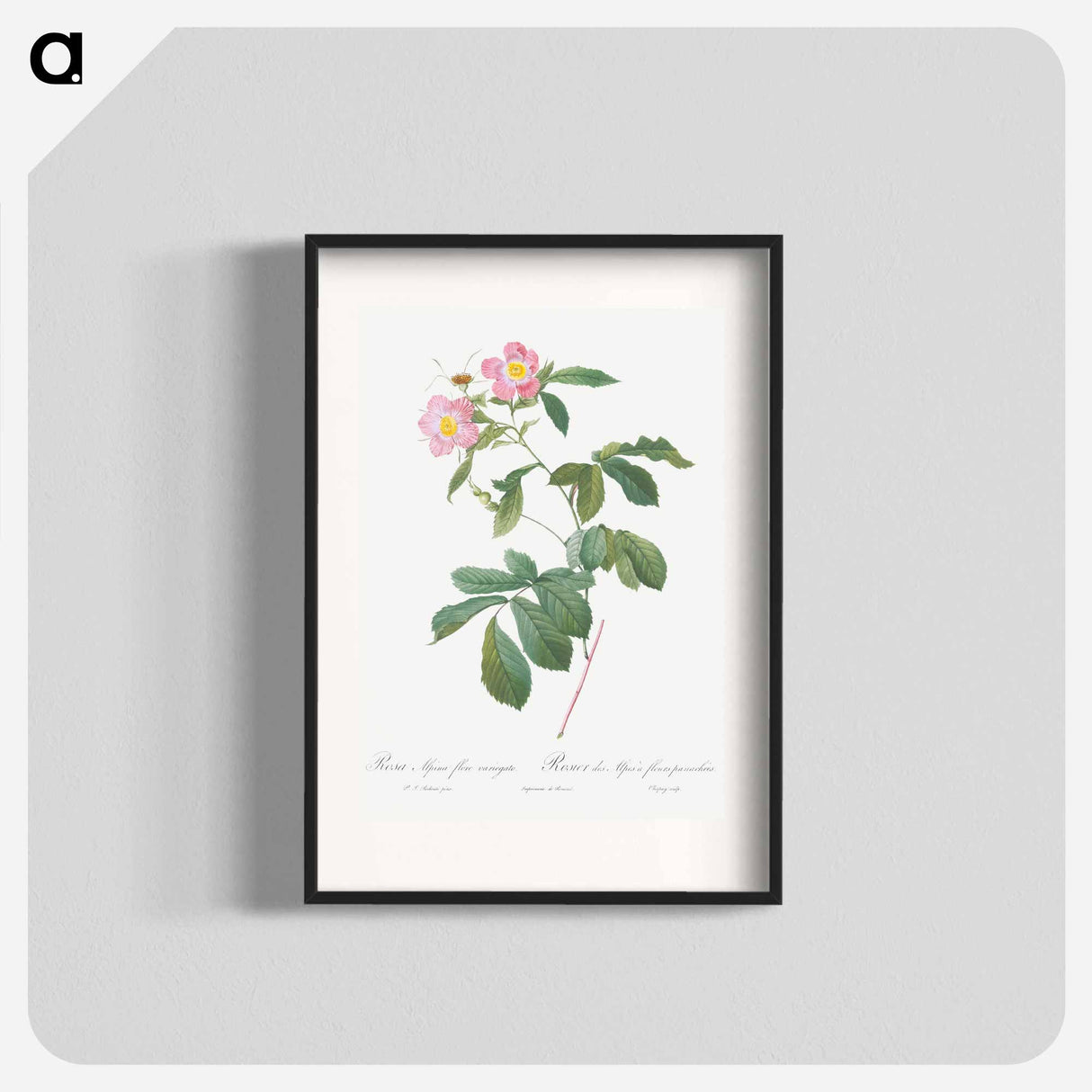 Variegated Alpine Rose - Pierre Joseph Redouté Poster.