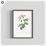 Variegated Alpine Rose - Pierre Joseph Redouté Poster.