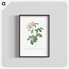 アートポスター-Variegated Alpine Rose - ピエール ジョゼフ ルドゥーテ Poster.
