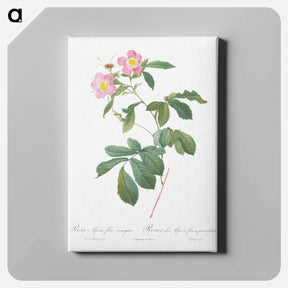 アートパネル-Variegated Alpine Rose - ピエール ジョゼフ ルドゥーテ Canvas.