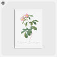 アートポストカード-Variegated Alpine Rose - ピエール ジョゼフ ルドゥーテ Postcard.