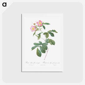 アートポストカード-Variegated Alpine Rose - ピエール ジョゼフ ルドゥーテ Postcard.