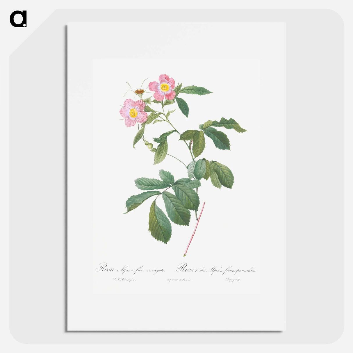Variegated Alpine Rose - Pierre Joseph Redouté Poster.