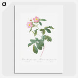 Variegated Alpine Rose - Pierre Joseph Redouté Poster.