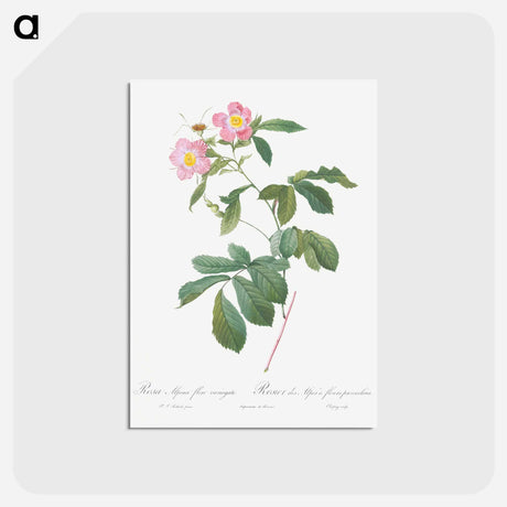 アートポストカード-Variegated Alpine Rose - ピエール ジョゼフ ルドゥーテ Postcard.