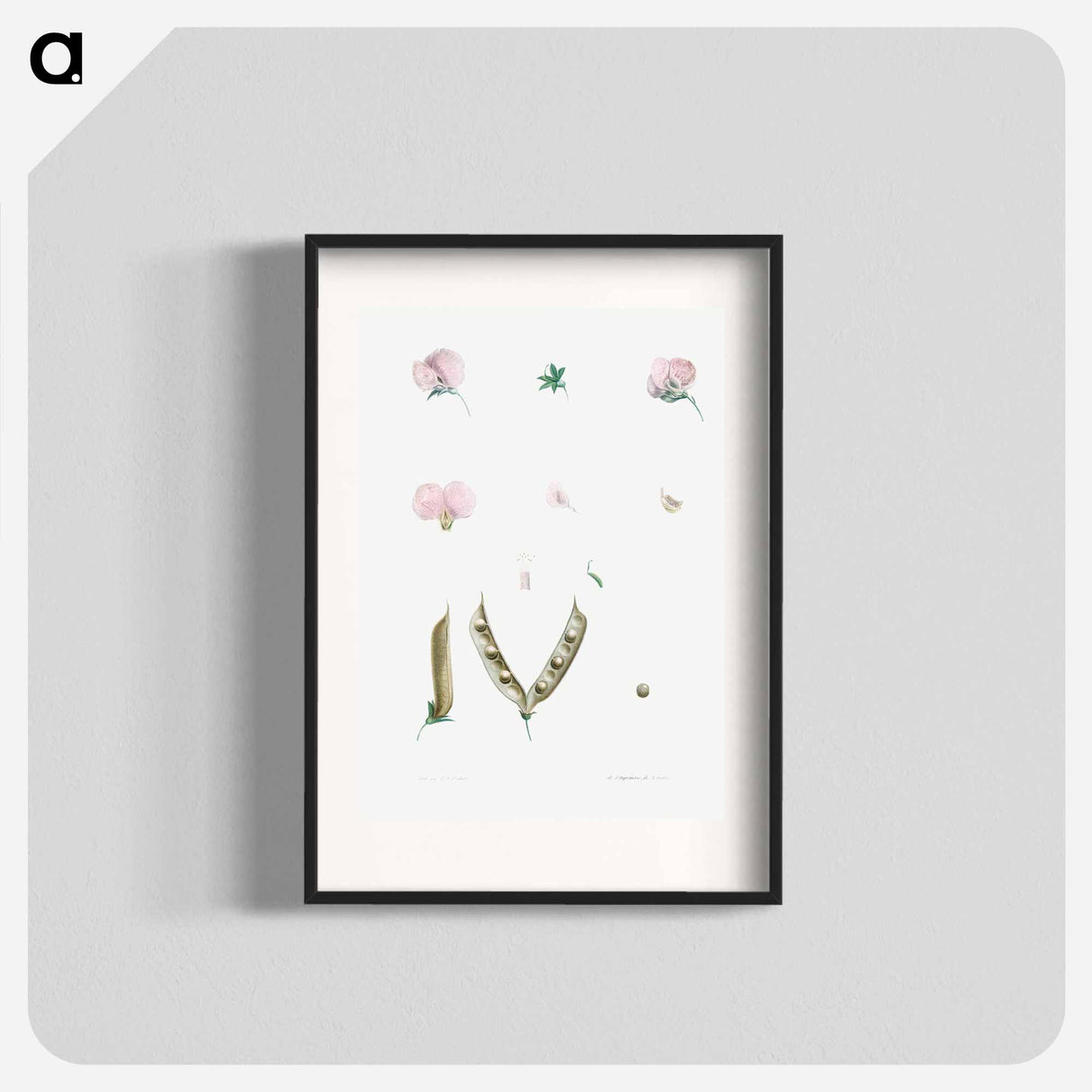 Butterfly pea flower parts - Pierre Joseph Redouté Poster.